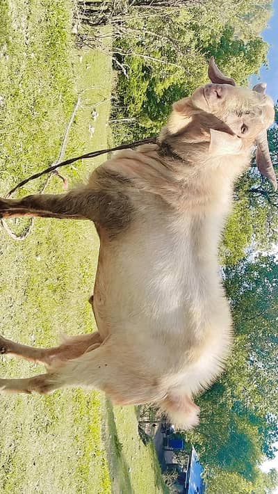 Heavy weight Bakra for sale