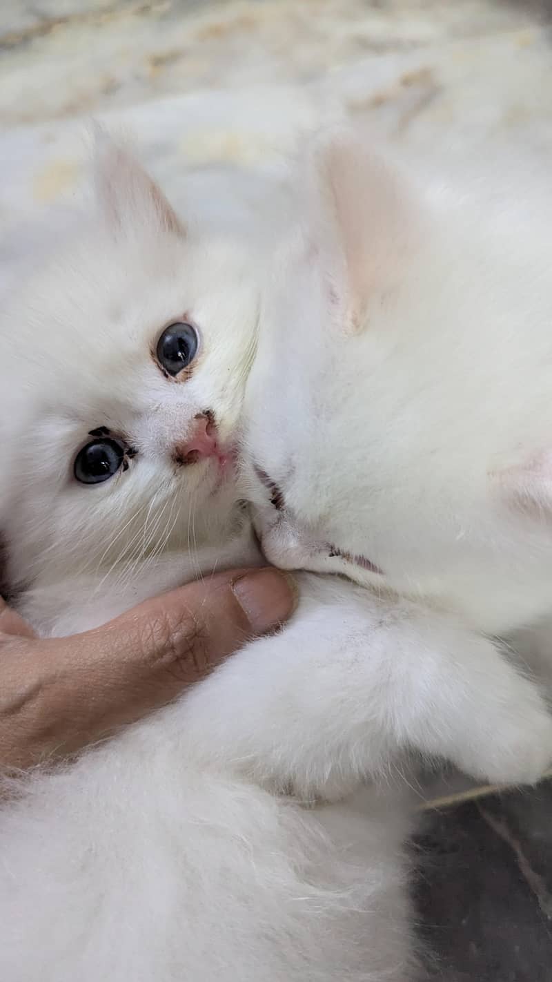 percian kittens 0