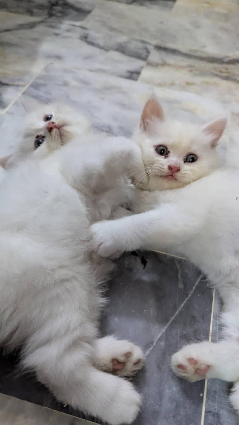 percian kittens 1