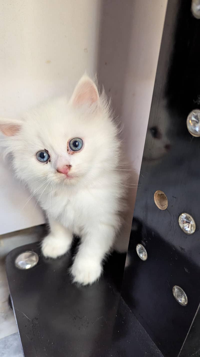 percian kittens 2