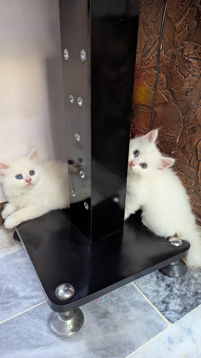 percian kittens 3