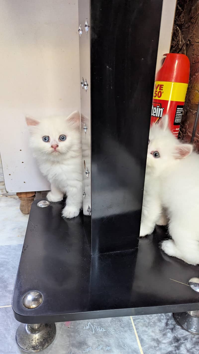 percian kittens 4
