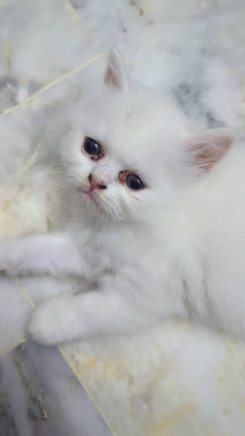 percian kittens 5