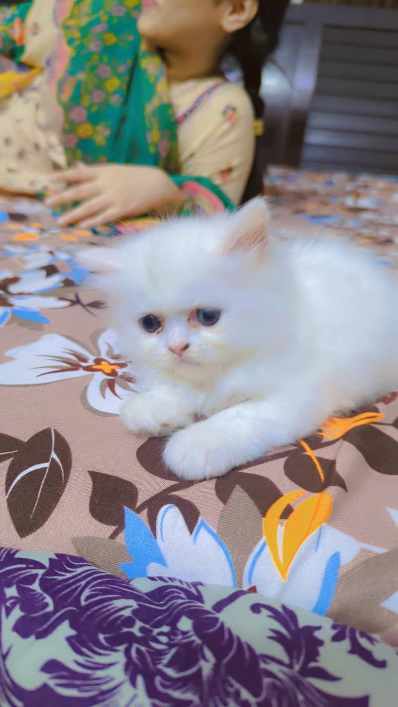 percian kittens 6