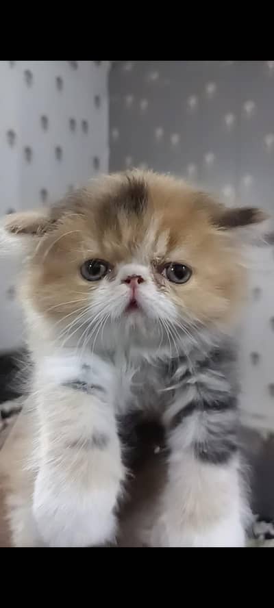 Persian peke face | punch face | Persian kitten | Triple coated