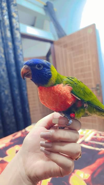 lorikeet