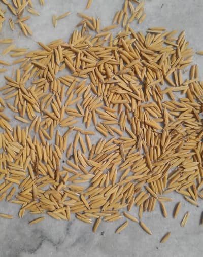 seed munji