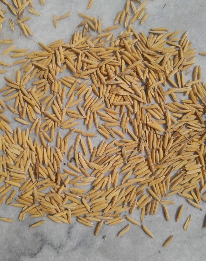 seed munji 0