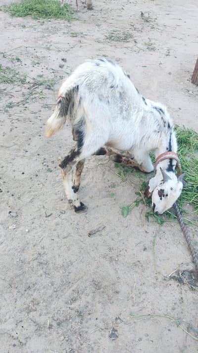 bakra for sale