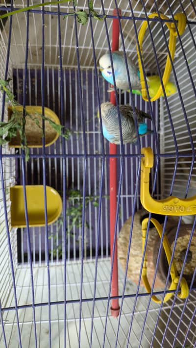 Australian 4 Parrots for sale