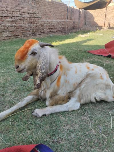 qurbani k bakery 2dant