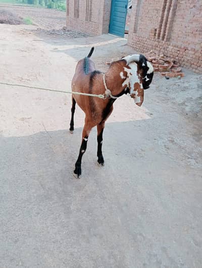 Bakra for sale for Qurbani