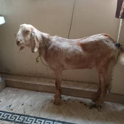 qurbani ka 2 dant male bakra