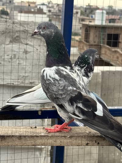 Kabootar