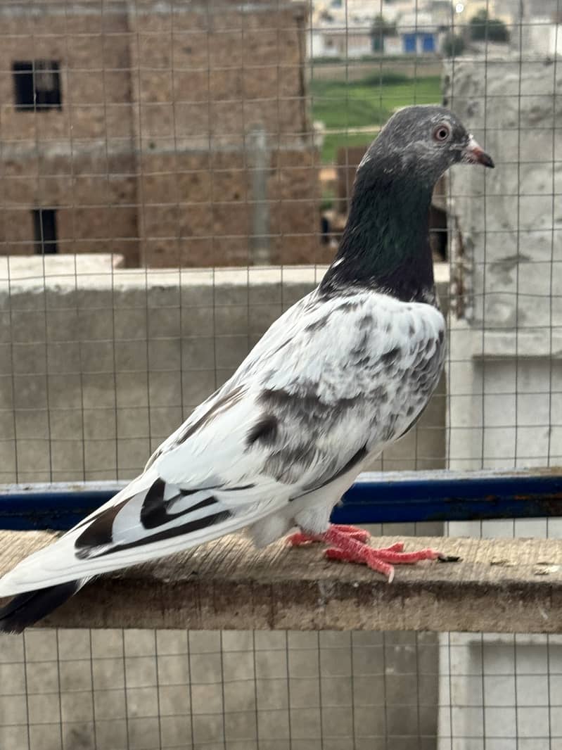 Kabootar 1