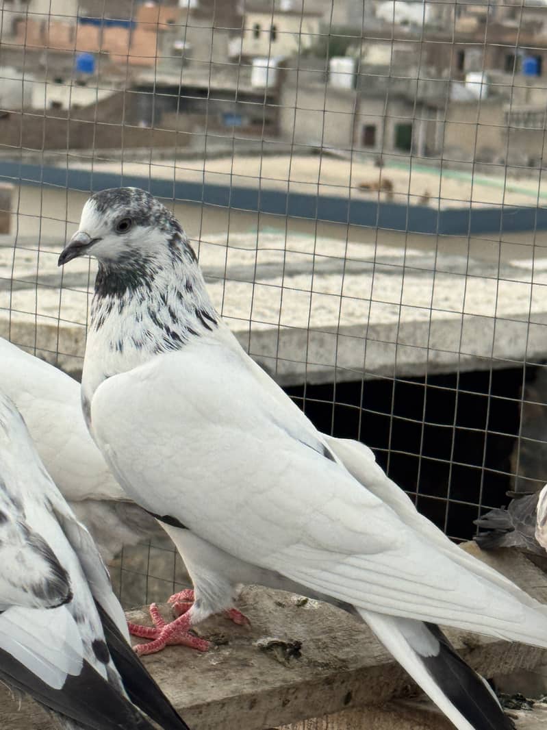 Kabootar 2