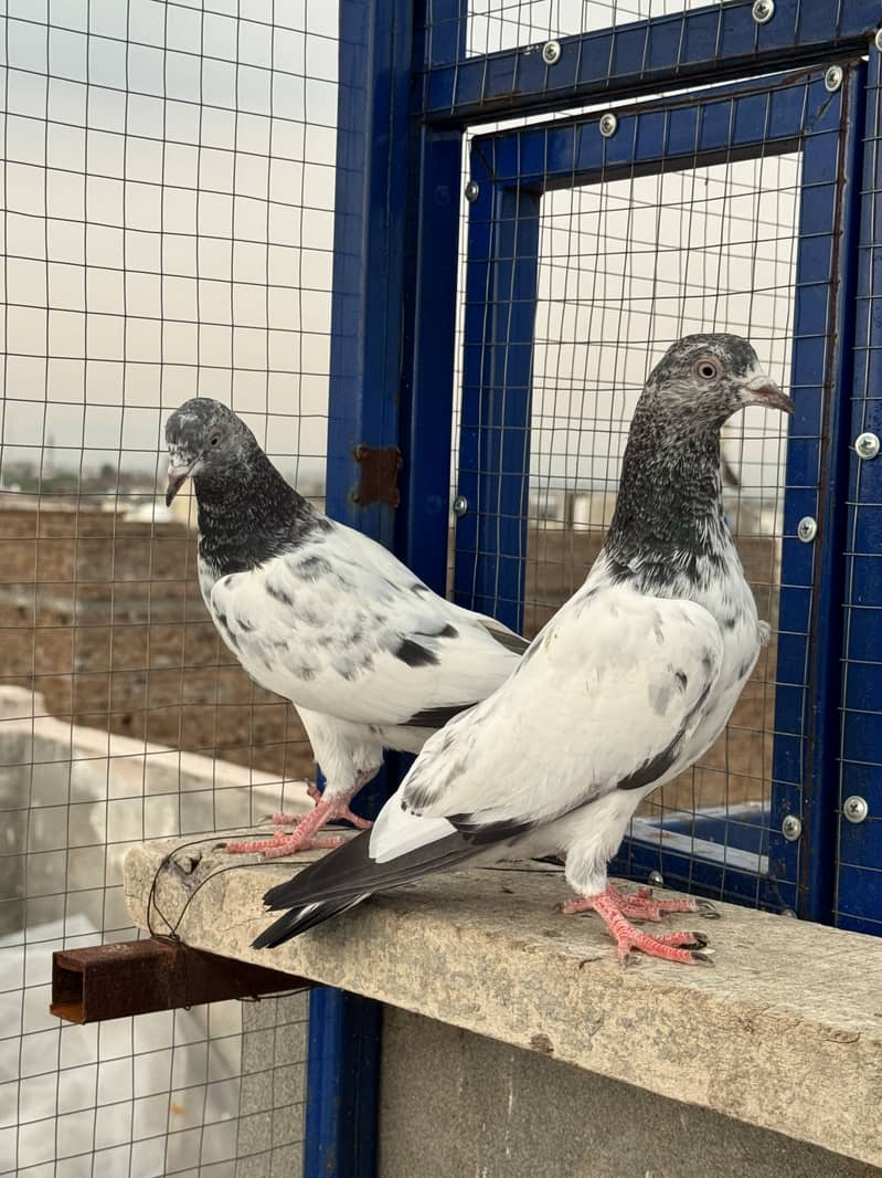 Kabootar 4