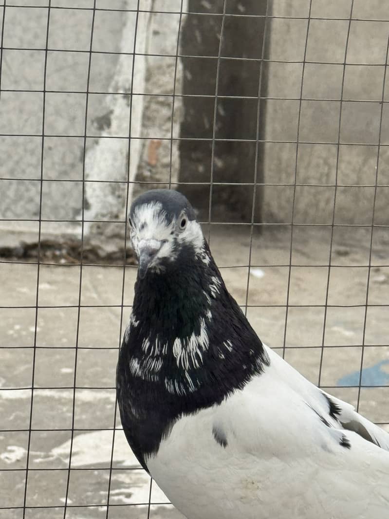 Kabootar 8