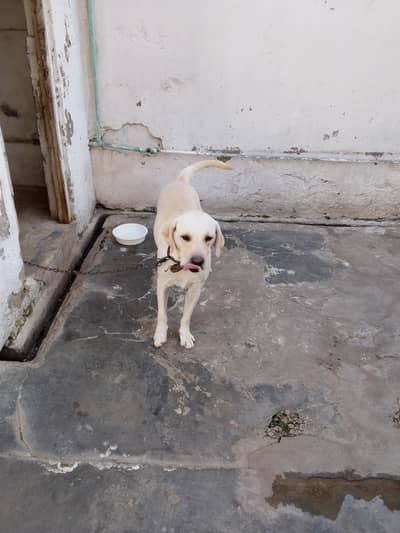 labra dog
