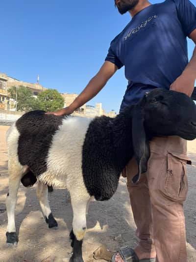 Qurbani Goat | Bakra | Sheep | bakra / بکرا / desi Sheep