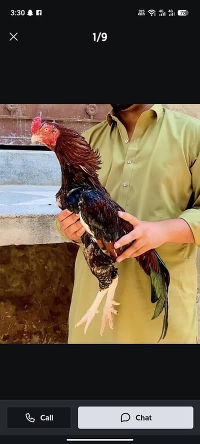 Quality Aseel murgha or murgian