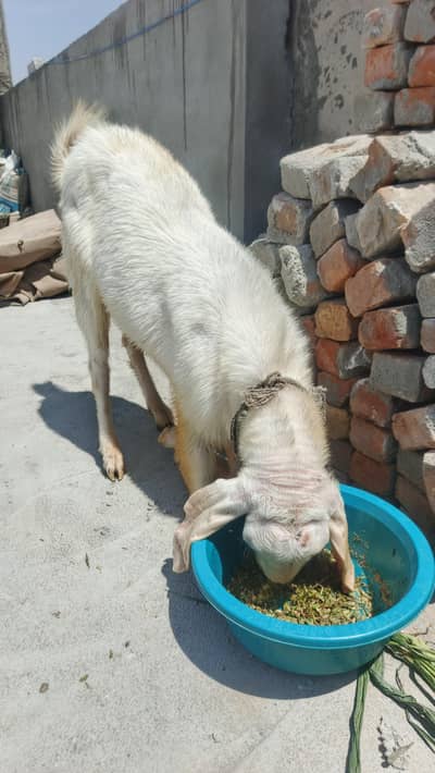 Rajanpuri Bakra Urgent For Sale – Qurbani Ke Liye Best