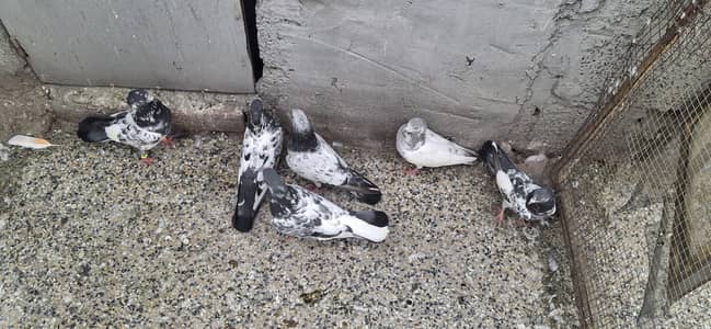 mix breeders for sale