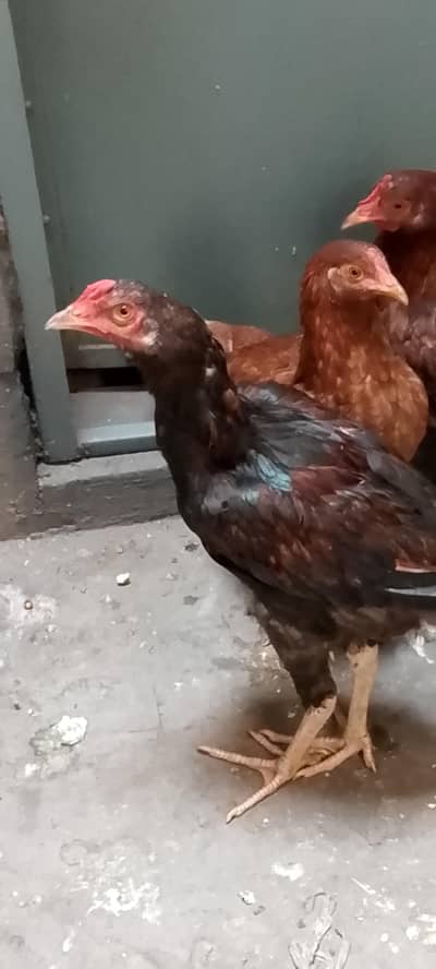 1 Murga or 2 murgi Desi hain