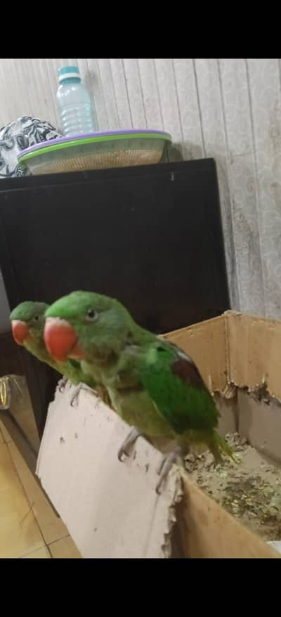 selling raw parrots pair