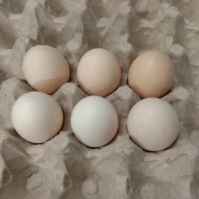 Aseel and Golden Buff Brahma Hybrid Fertile Eggs