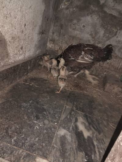 Aseel chicks good quality