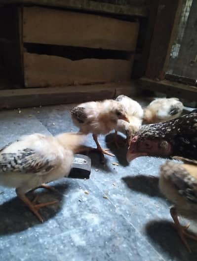 Aseel chicks good quality