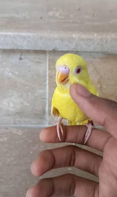 handtame Budgies