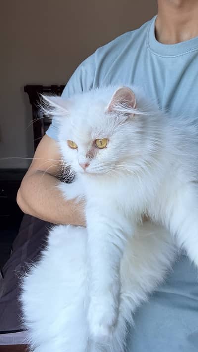 Persian Cat - female - yellow eyes - double coat