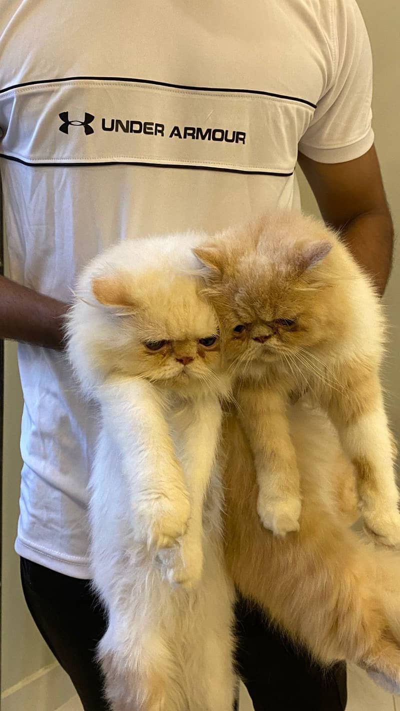 cat pair 0
