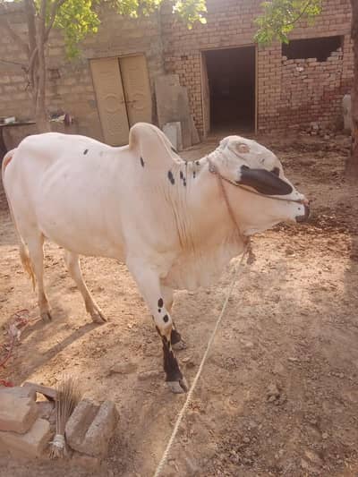 bull for sale