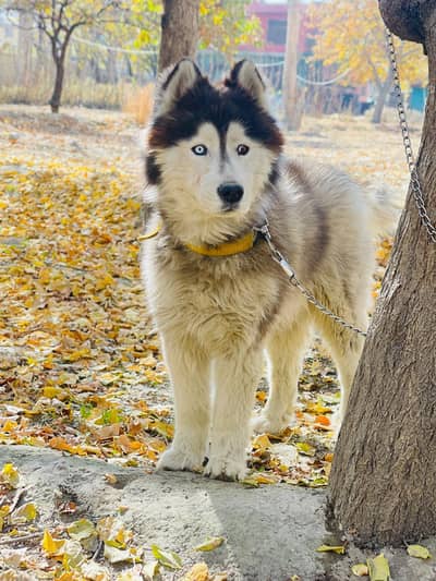 siberian husky Male For sale