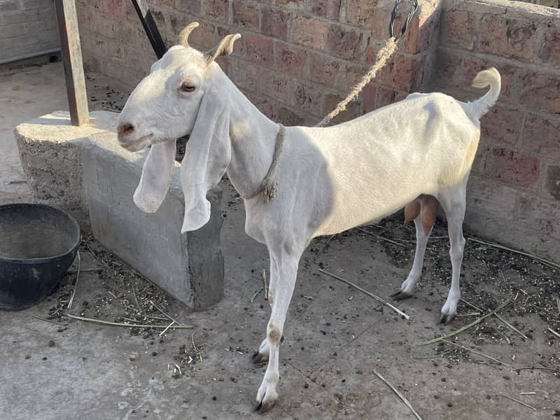 Bakri 0