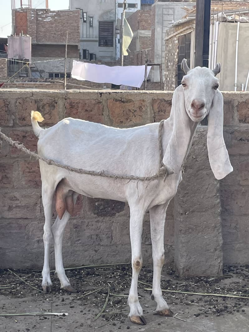 Bakri 1