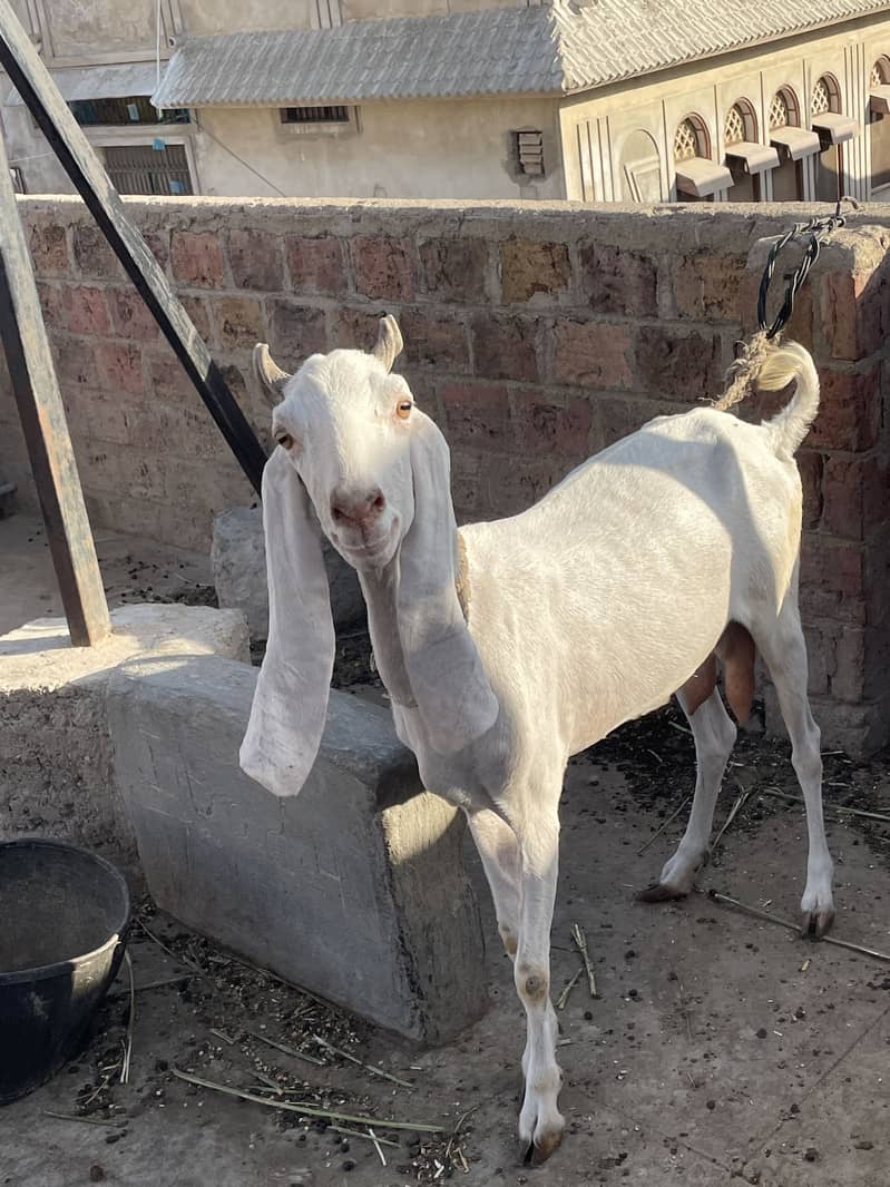 Bakri 2