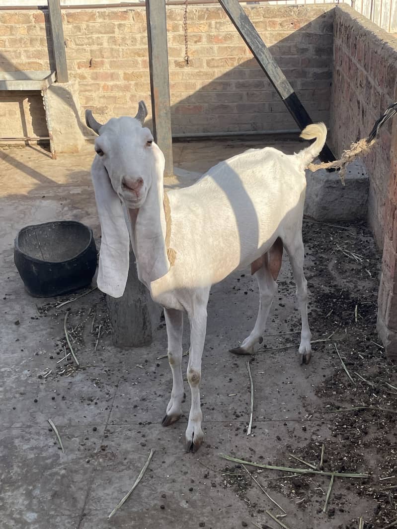 Bakri 3
