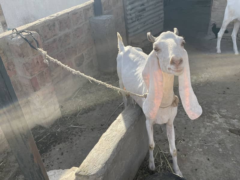 Bakri 4