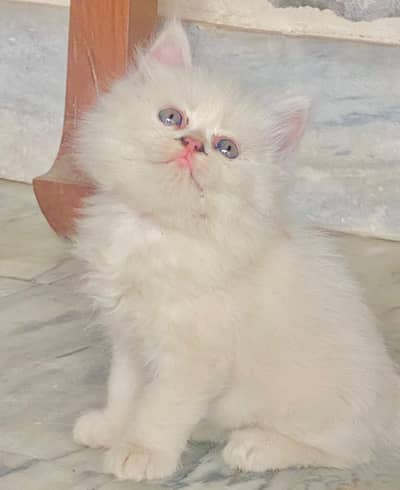 White Persian kittens   Blue Eyes[piki face ]Long coated Hairs