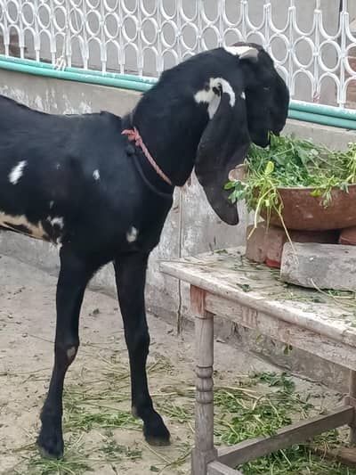 fresh 2 dant bakra