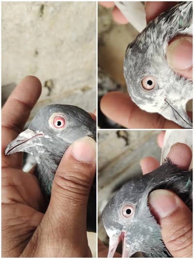 kabotr for sale