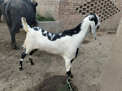 bakra for sale