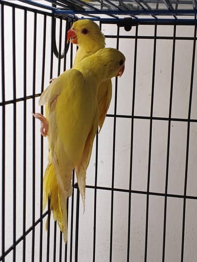Proper self chicks / white breeder teeter pair