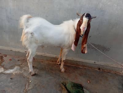 Bakra Breeder 2 dant