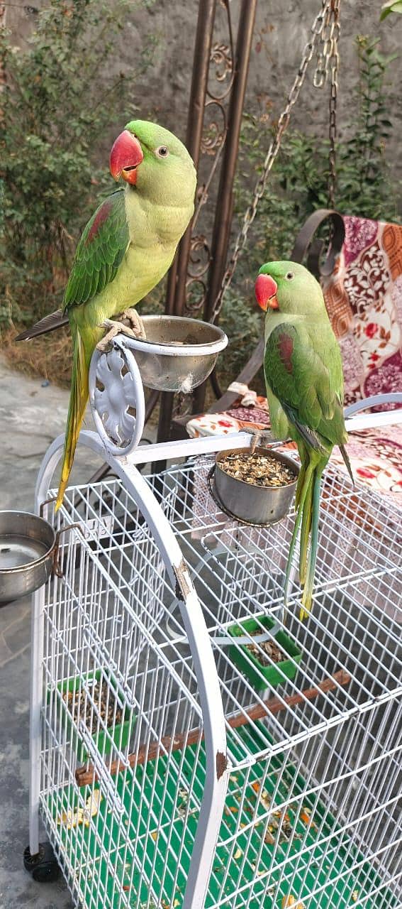 zero bite talking raw pair with cage 0