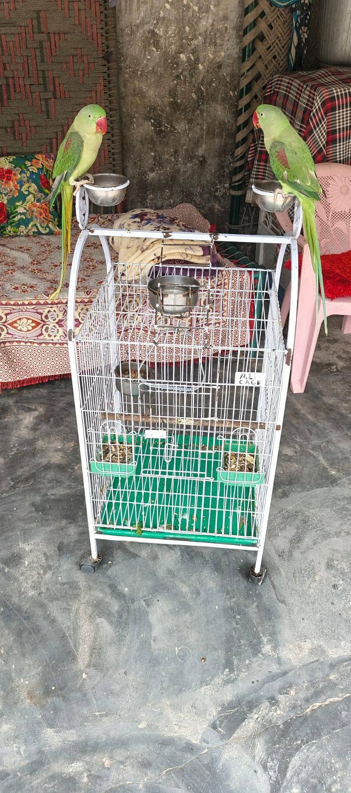 zero bite talking raw pair with cage 1